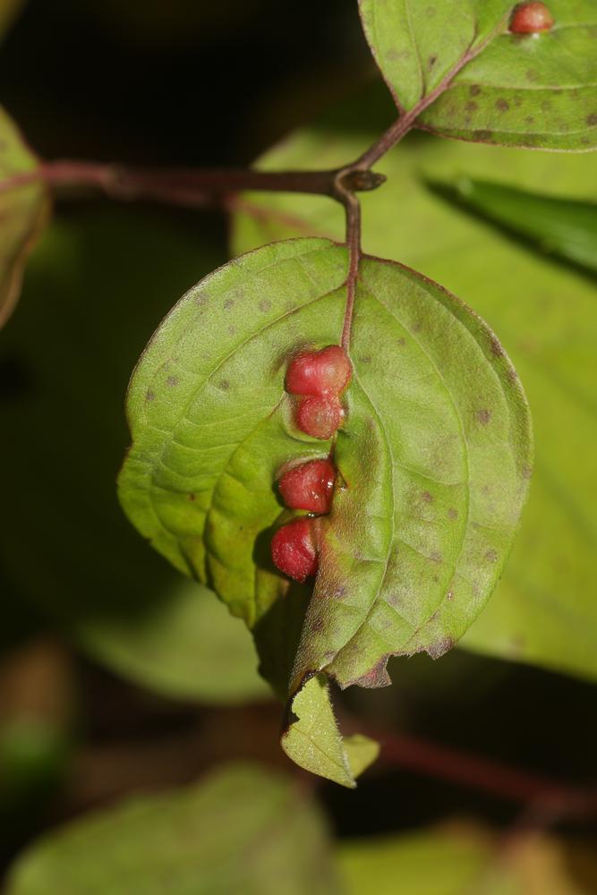 Craneiobia corni (Giraud, 1863)
