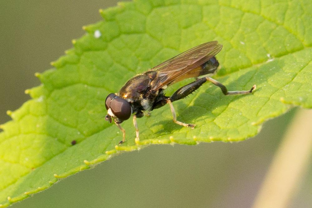 Xylota segnis (Linnaeus, 1758)