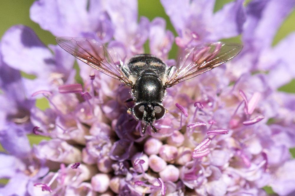 Pipiza noctiluca (Linnaeus, 1758)