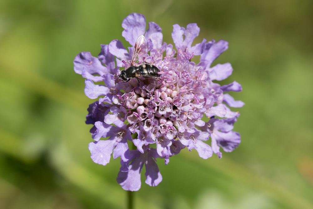 Pipiza noctiluca (Linnaeus, 1758)