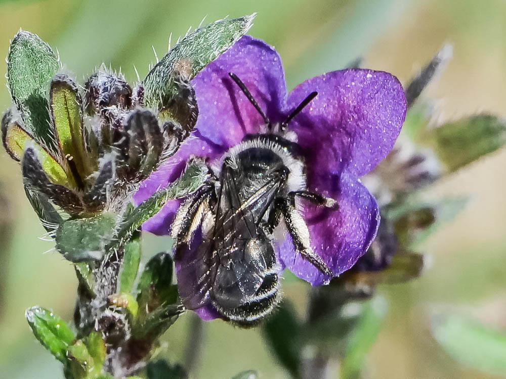 Andrena solenopalpa Benoist, 1945