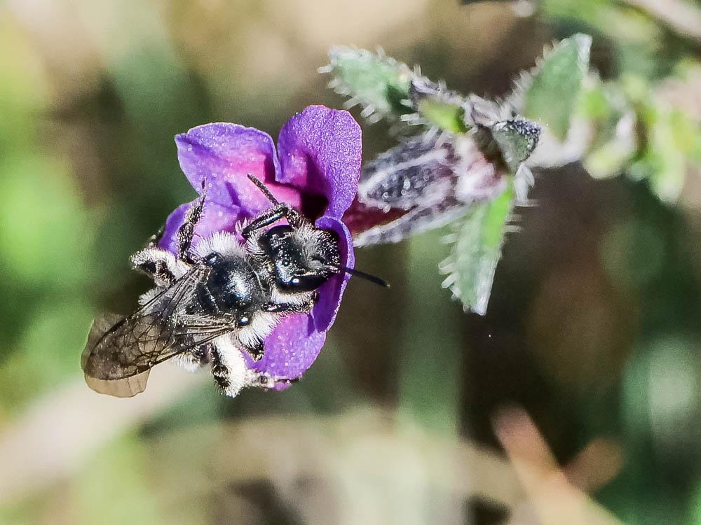 Andrena solenopalpa Benoist, 1945
