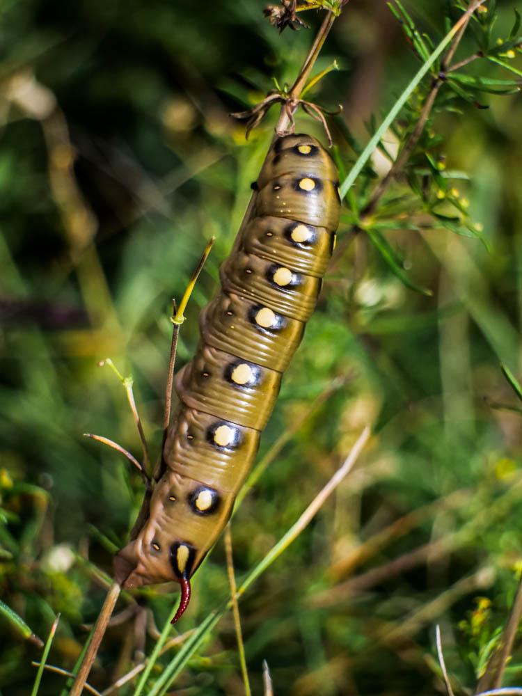 Sphinx de la Garance (Le) Hyles gallii (Rottemburg, 1775)