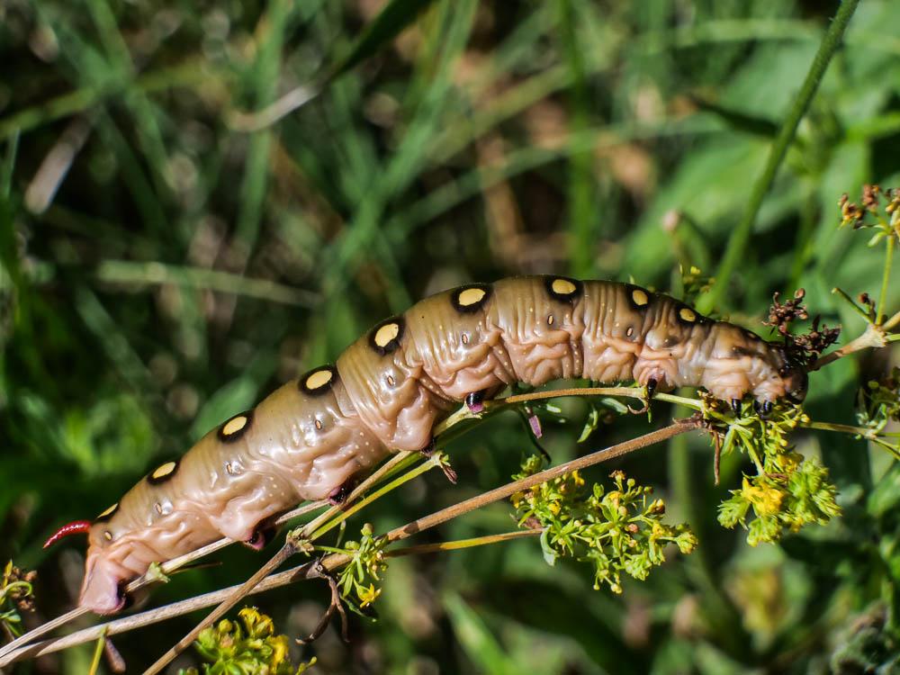 Sphinx de la Garance (Le) Hyles gallii (Rottemburg, 1775)
