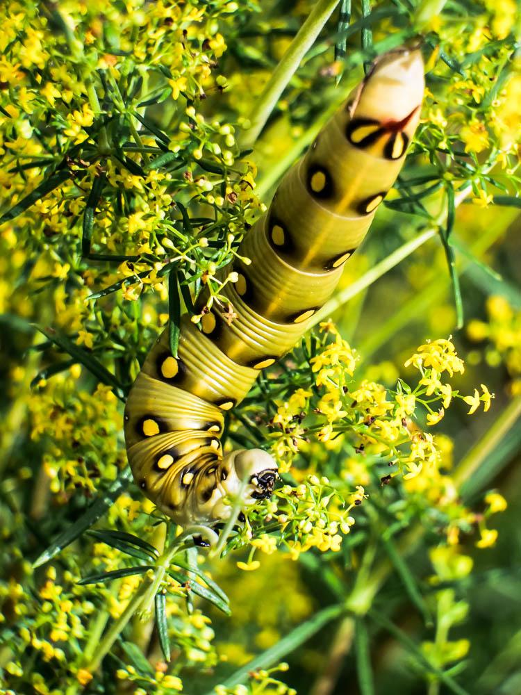 Sphinx de la Garance (Le) Hyles gallii (Rottemburg, 1775)