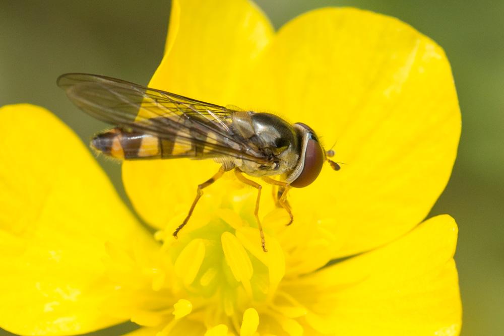 Le  Meliscaeva auricollis (Meigen, 1822)