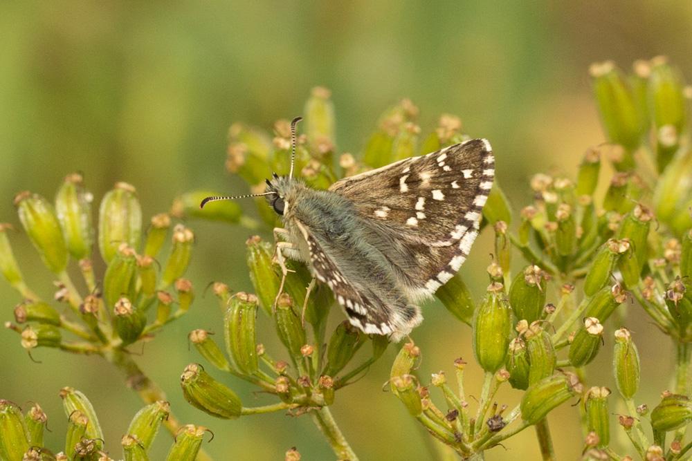 Hespérie du Faux-Buis, Plain-Chant (Le), Dé-à-joue Pyrgus alveus (Hübner, 1803)