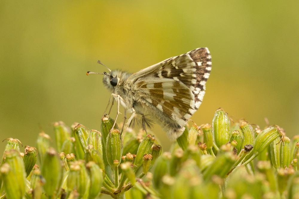 Hespérie du Faux-Buis, Plain-Chant (Le), Dé-à-joue Pyrgus alveus (Hübner, 1803)