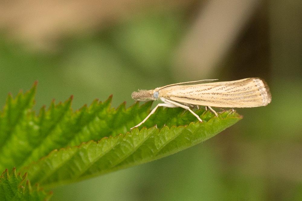 Agriphila straminella (Denis & Schiffermüller, 1775)