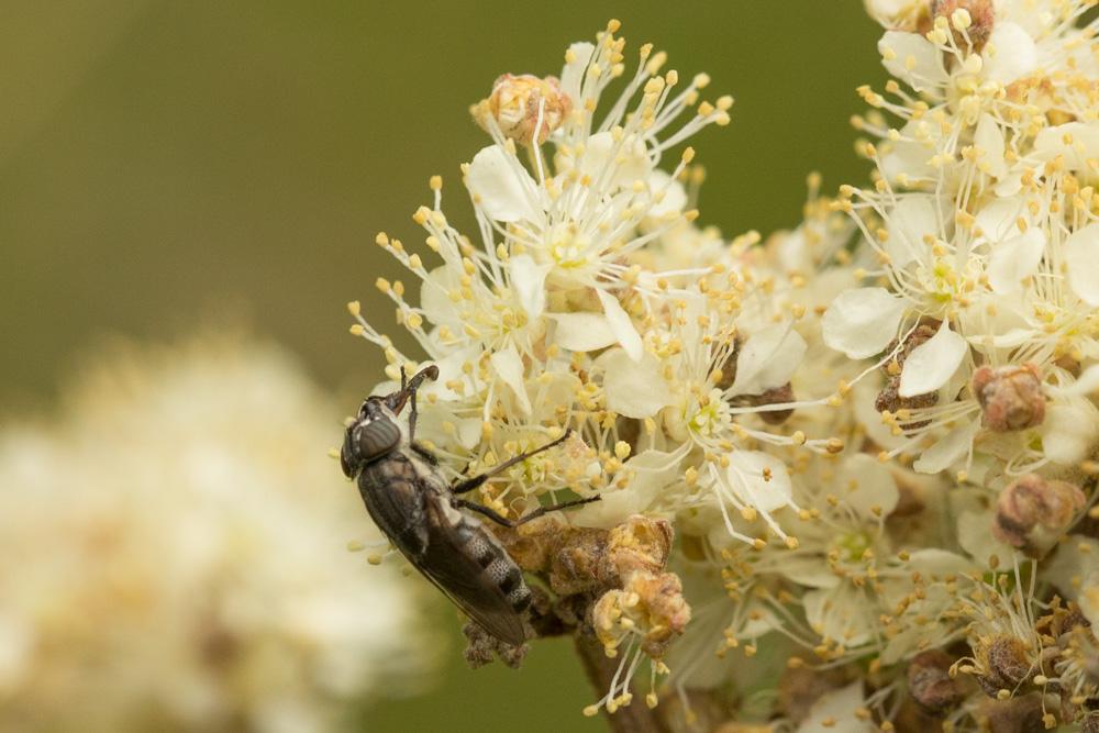 Stomorhina lunata (Fabricius, 1805)