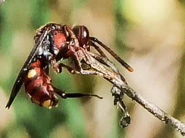 Le  Nomada maculicornis Pérez, 1884