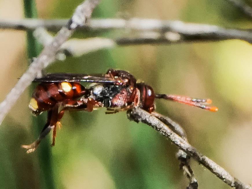 Le  Nomada maculicornis Pérez, 1884