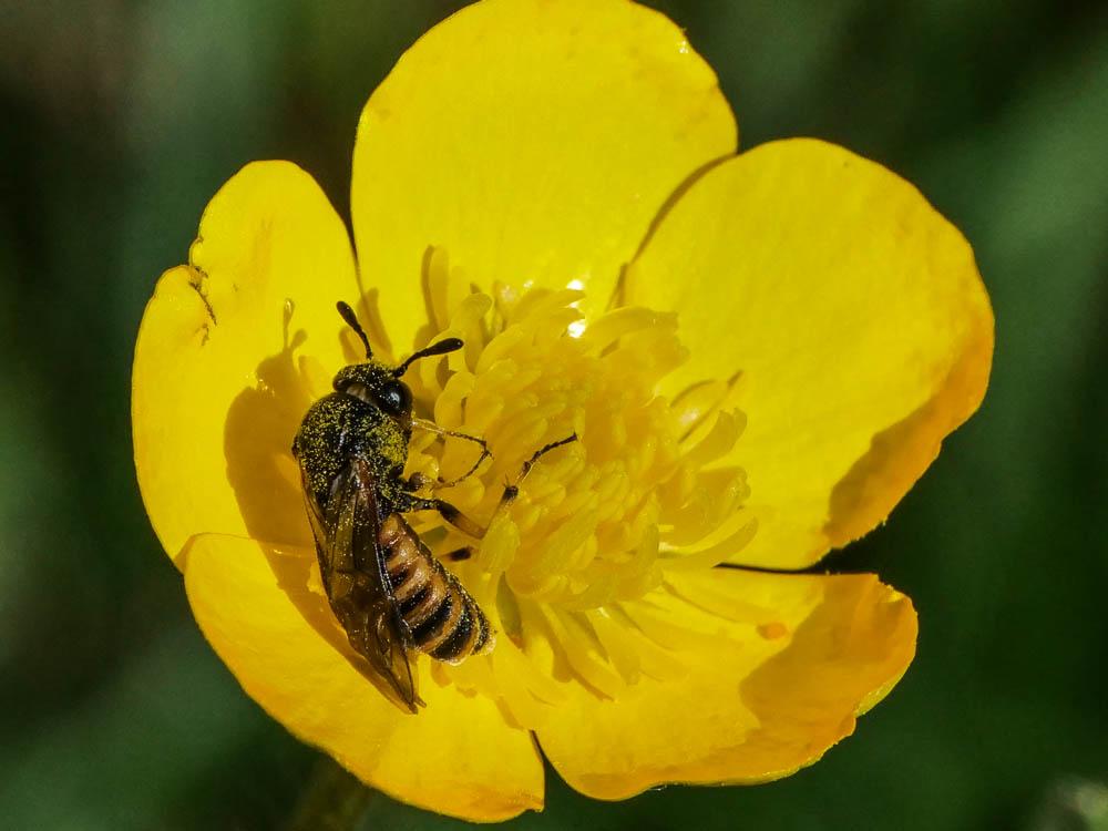 Le  Corynis crassicornis (Rossi, 1790)