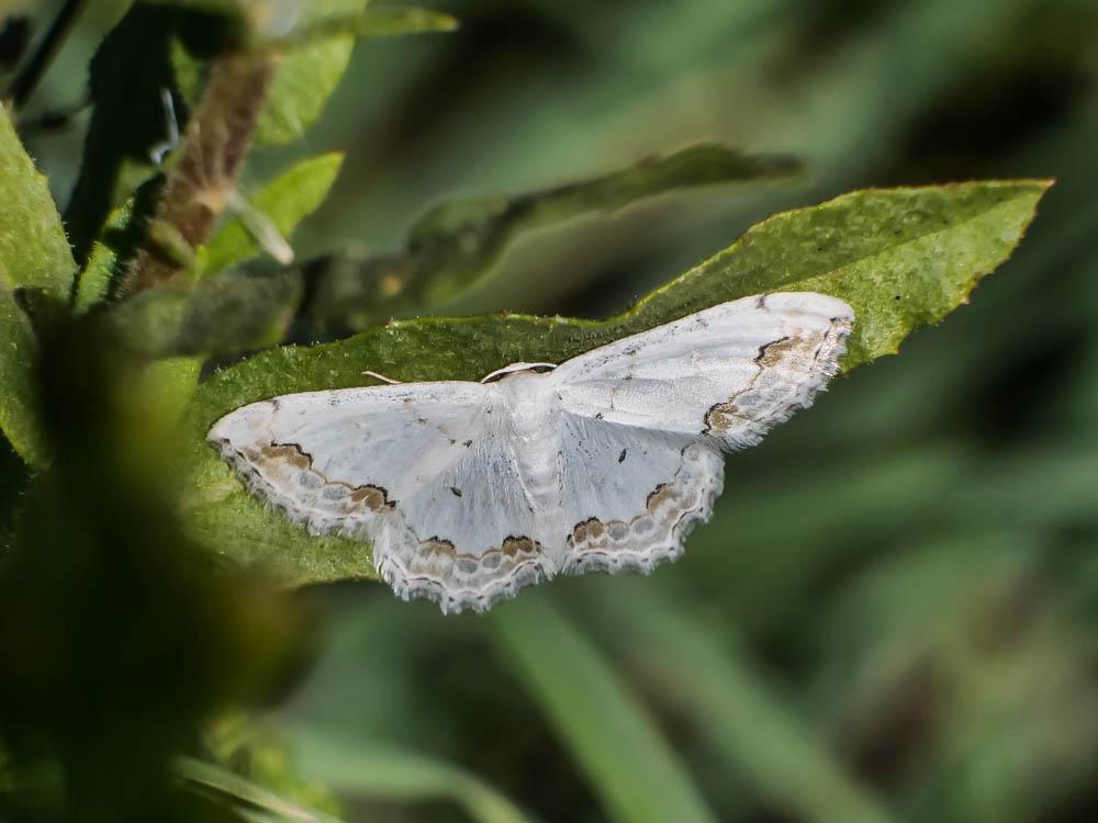 Acidalie ornée (L') Scopula ornata (Scopoli, 1763)