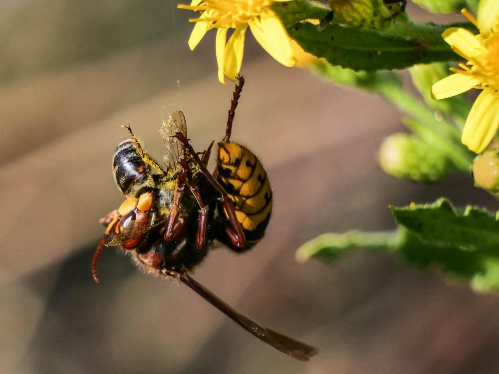 Frelon d'Europe, Frelon, Guichard Vespa crabro Linnaeus, 1758