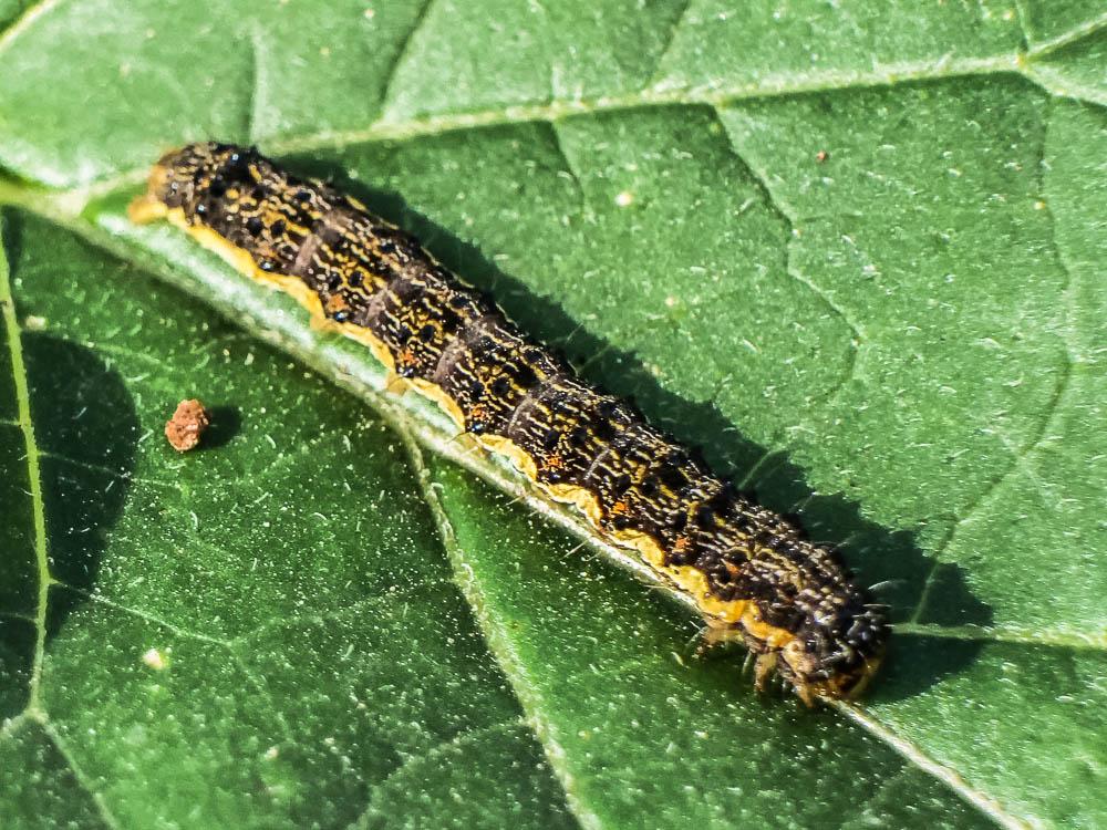 Armigère (L') Helicoverpa armigera (Hübner, 1808)