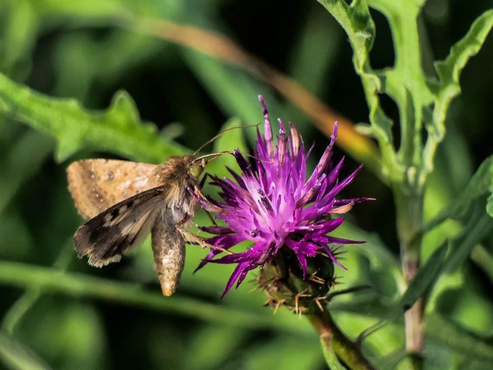 Armigère (L') Helicoverpa armigera (Hübner, 1808)