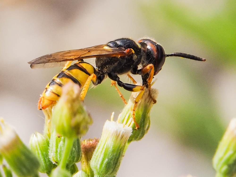 Philanthus triangulum (Fabricius, 1775)