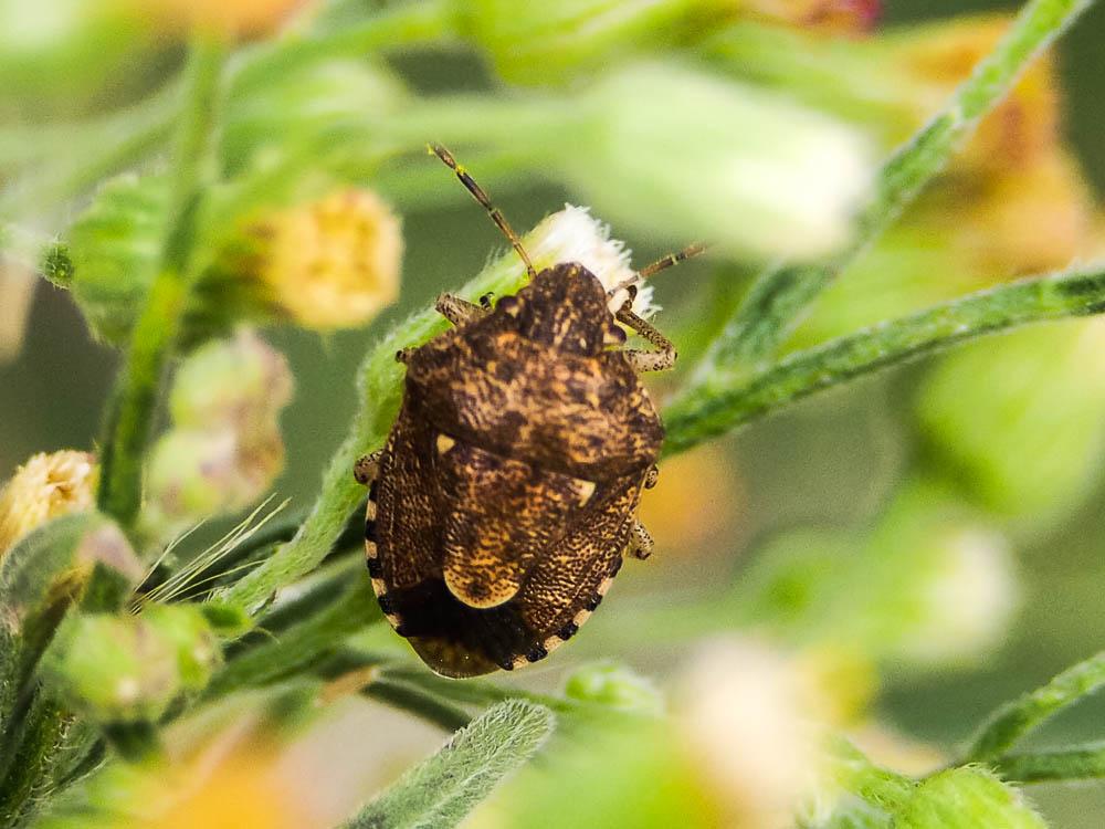 Staria lunata (Hahn, 1835)