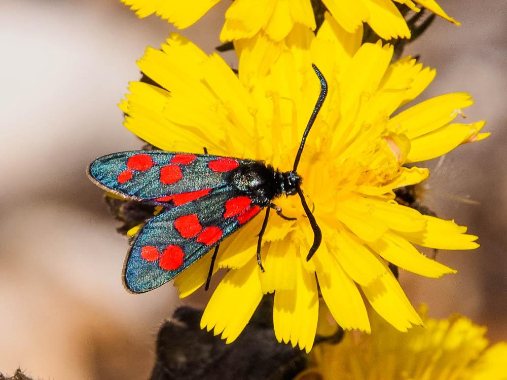 Zygène transalpine (La) Zygaena transalpina (Esper, 1780)