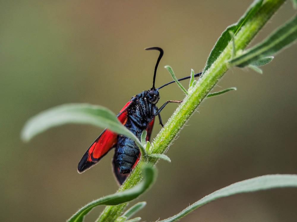 Zygène transalpine (La) Zygaena transalpina (Esper, 1780)