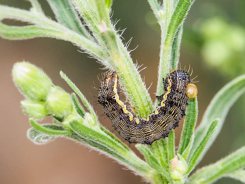 Armigère (L') Helicoverpa armigera (Hübner, 1808)