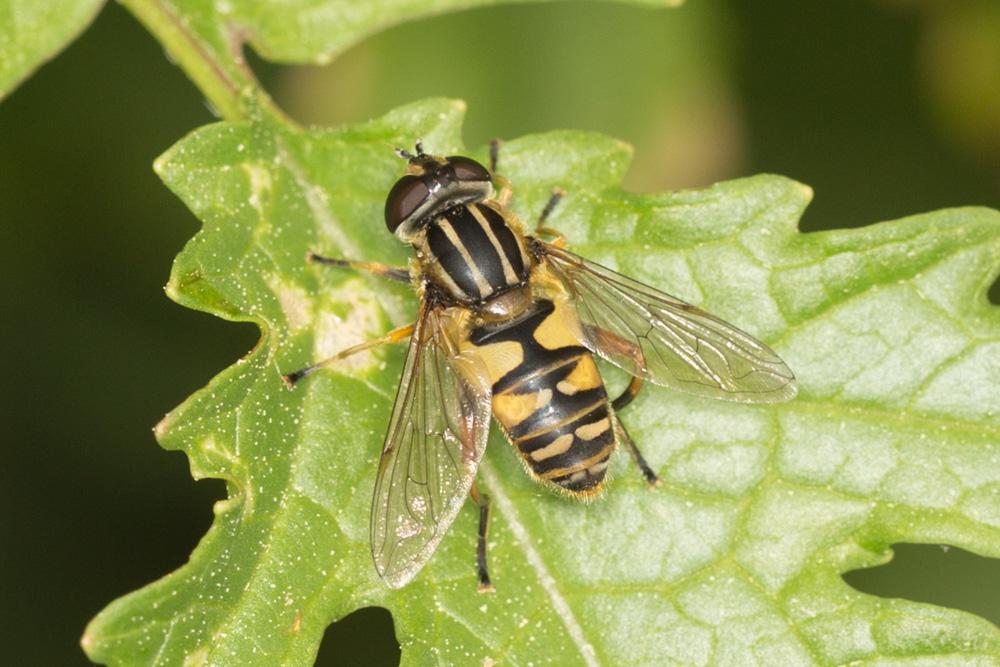 Helophilus pendulus (Linnaeus, 1758)