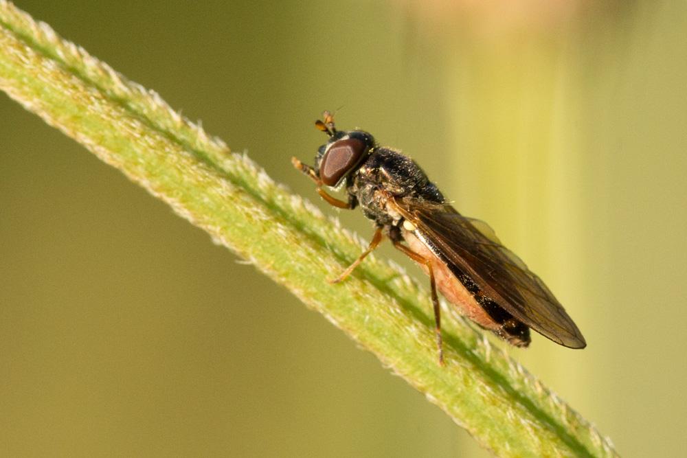 Melanostoma Schiner, 1860