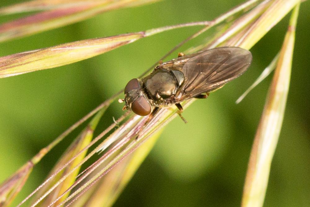Cheilosia latifrons (Zetterstedt, 1843)