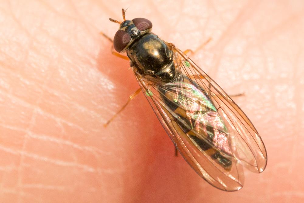 Melanostoma scalare (Fabricius, 1794)