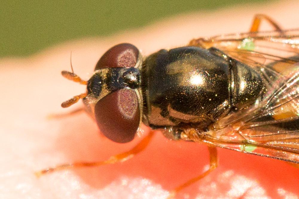 Melanostoma scalare (Fabricius, 1794)