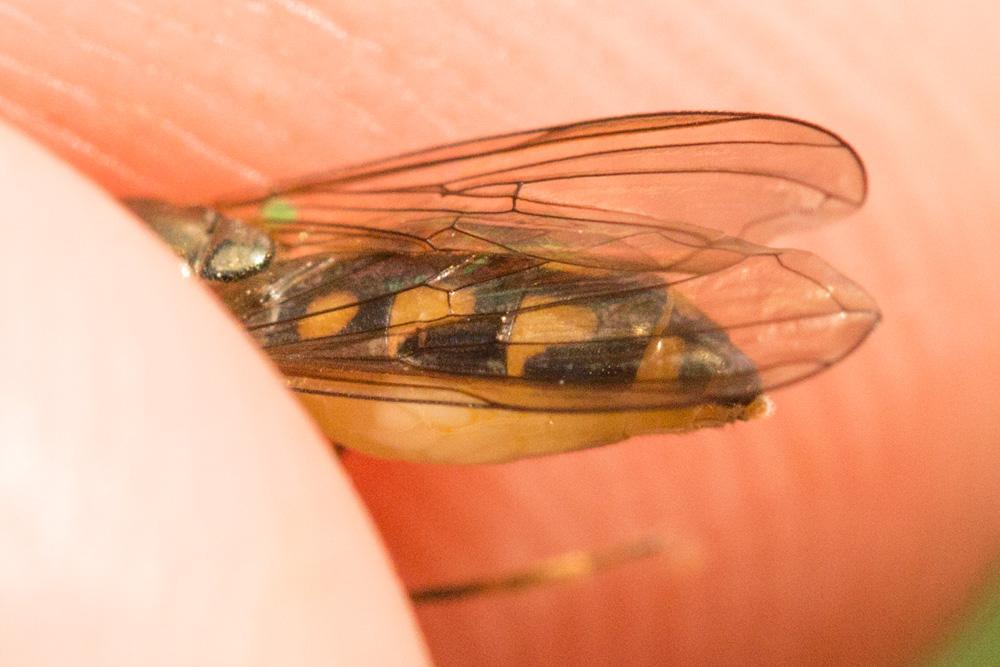 Melanostoma scalare (Fabricius, 1794)