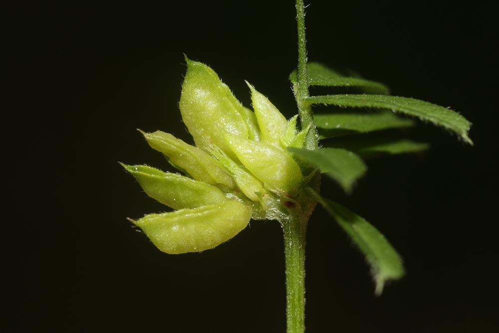 Dasineura viciae (Kieffer, 1888)