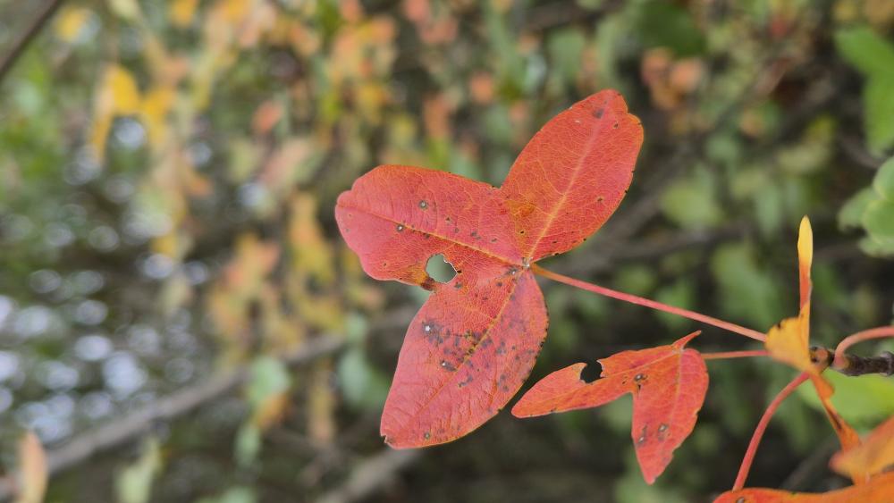 Érable de Montpellier, Agas, Azerou Acer monspessulanum L., 1753