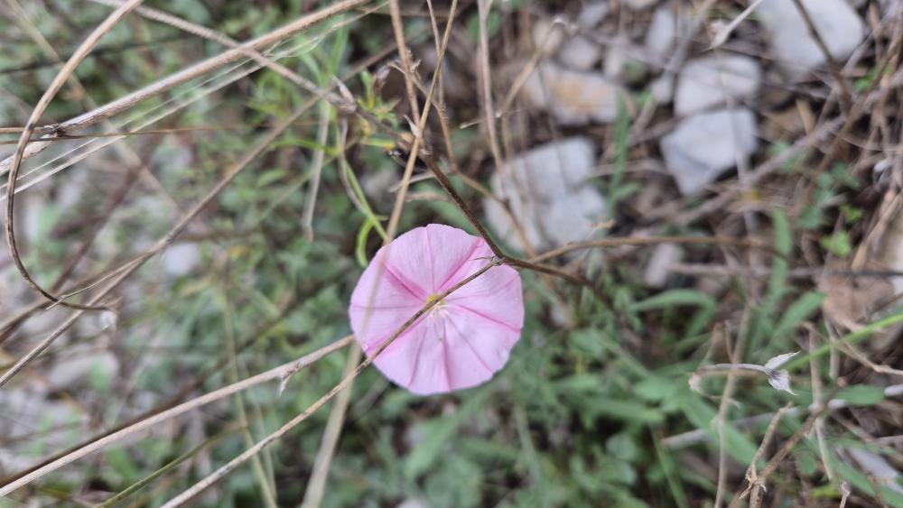 Liseron Convolvulus x howittiorum (Brummitt) B.Bock, 2012