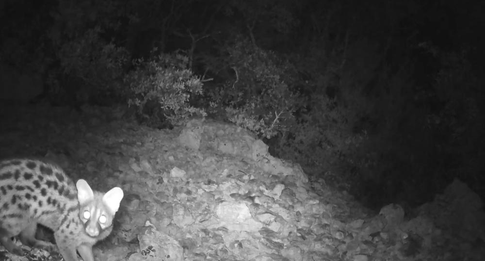 Genette Genetta genetta (Linnaeus, 1758)