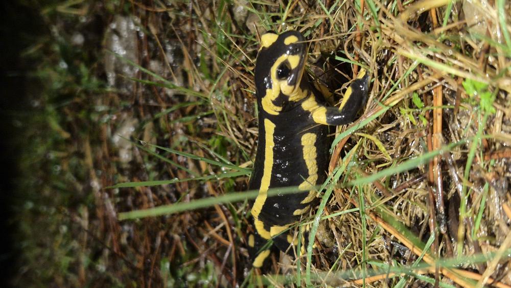Salamandre tachetée Salamandra salamandra (Linnaeus, 1758)