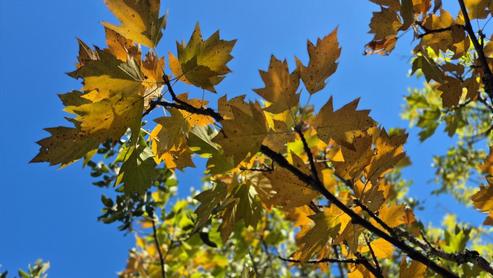Alisier des bois, Alisier torminal, Alouchier Sorbus torminalis (L.) Crantz, 1763