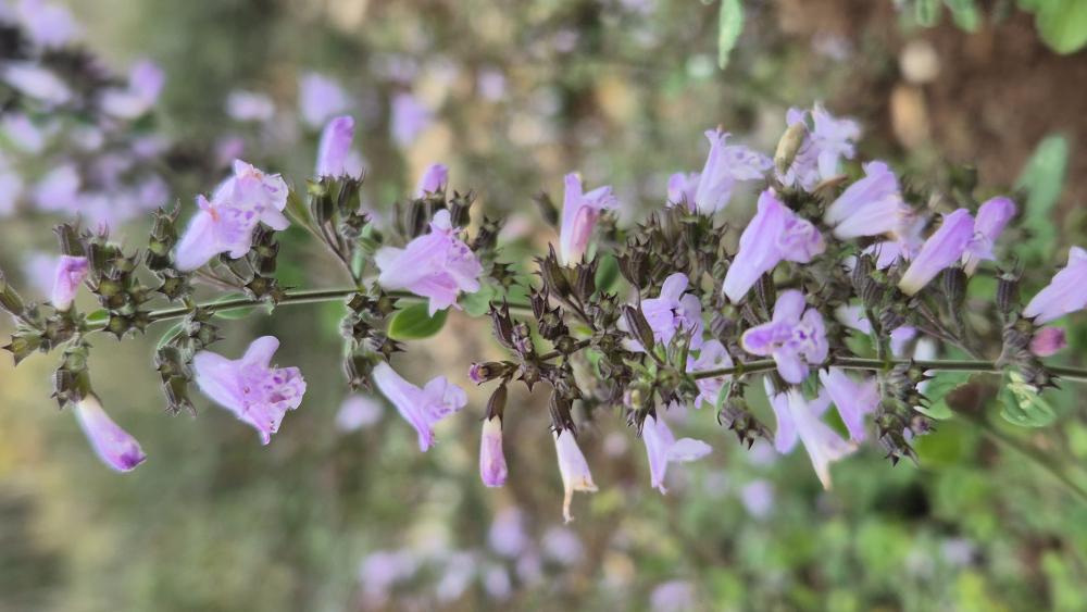 Sarriette à feuilles de Menthe Clinopodium nepeta subsp. sylvaticum (Bromf.) Peruzzi & F.Conti, 2008
