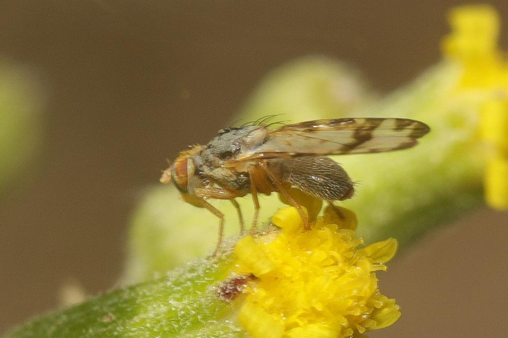 Sphenella marginata (Fallén, 1814)