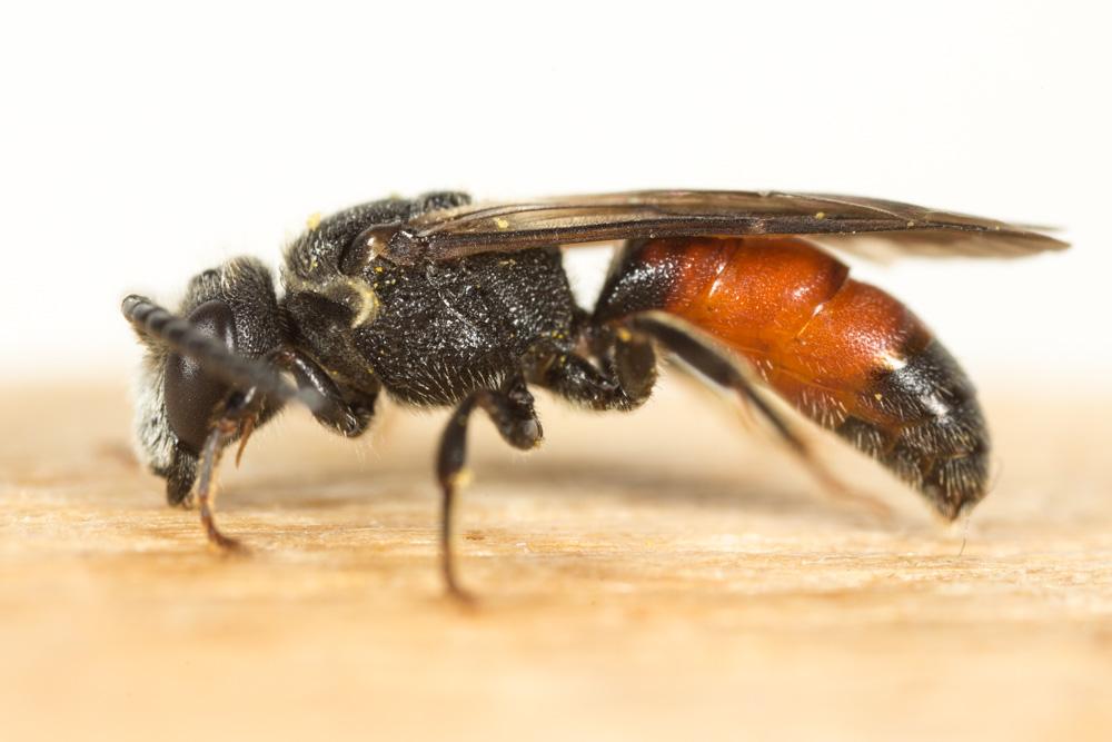 Sphecodes gibbus (Linnaeus, 1758)