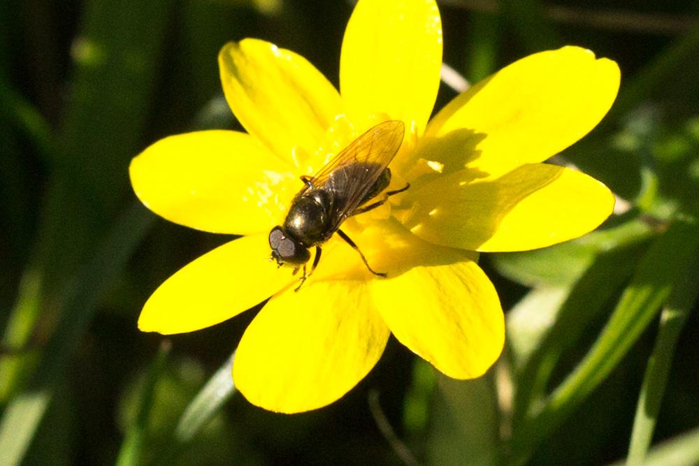  Cheilosia vernalis (Fallén, 1817)