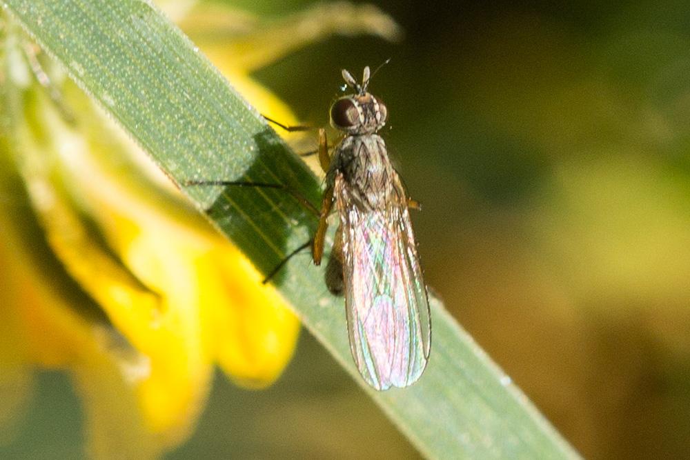  Coenosia Meigen, 1826