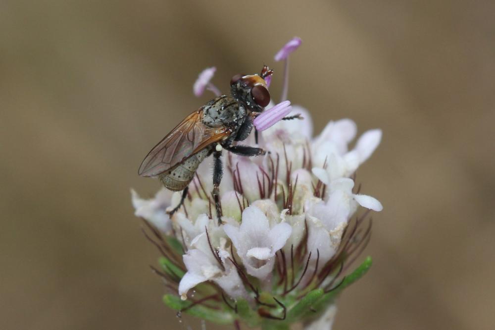 Zodion cinereum (Fabricius, 1794)