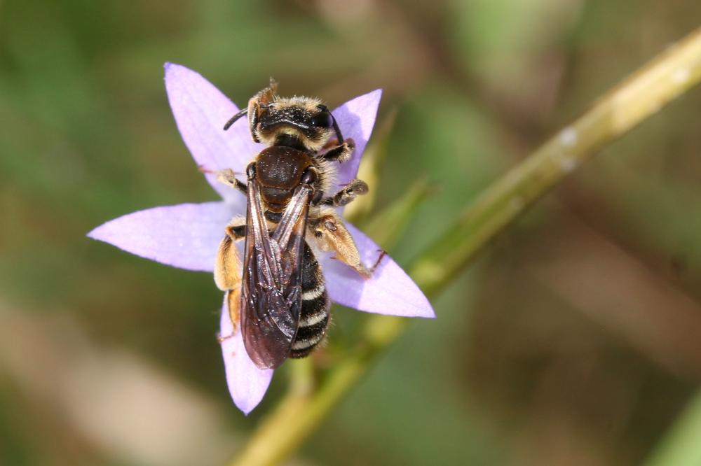 Andrena Fabricius, 1775