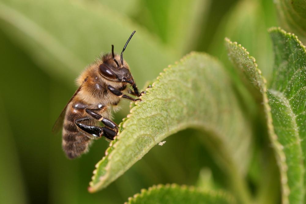 Abeille domestique, Abeille européenne, Abeille me Apis mellifera Linnaeus, 1758