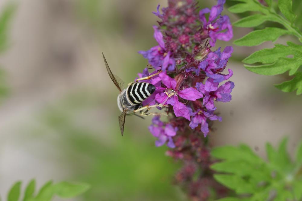 Bembix oculata Panzer, 1801