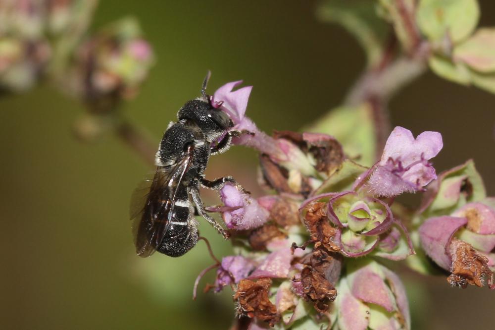 Heriades Spinola, 1808