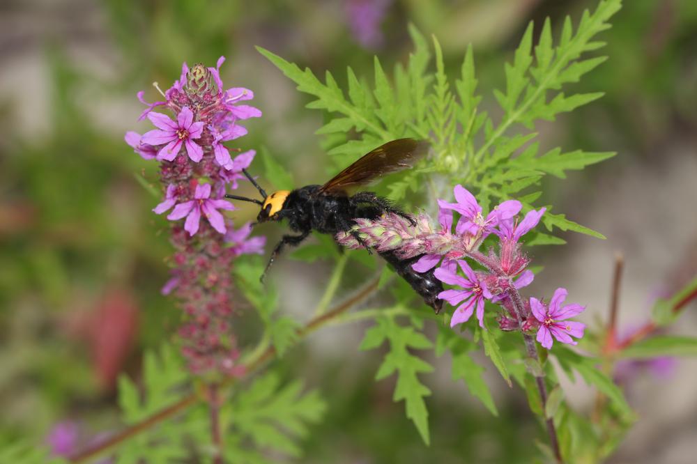  Megascolia maculata flavifrons (Fabricius, 1775)