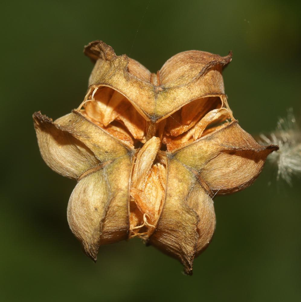 Lis martagon, Lis de Catherine Lilium martagon L., 1753